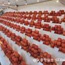 예산황토사과