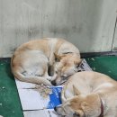 푸른정의원 네이버블로그