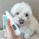 퍼피스타일 | 애견클리퍼 강아지 바리깡 퍼피컷 이발기 셀프미용 후기