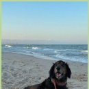 신성메디칼 | 대전 강아지 급성 신손상 치료 경험 후기와 회복 과정 이야기