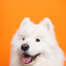 강아지미장원 이미지