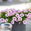 안행정사 이미지