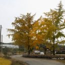 청라면오삼전경로당 | 보령 청라 은행마을.