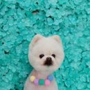 펫미리애견샵 이미지