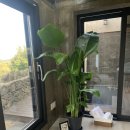 제주감성숙소 동쪽독채펜션 휴운 이미지