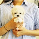 퍼피로그 강아지분양 창원점 네이버블로그