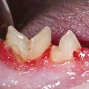 날으는고양이 이미지