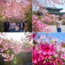 강진-32 | 2026 강진 남미륵사 서부해당화·철쭉 개화 실시간 후기, 지금 가도 괜찮을까?