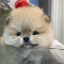 댕집사장 포메라니안 이미지
