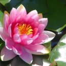 사진첩＞ 수련 (Water Lily) 이미지