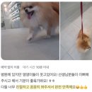 하트동물메디컬센터 | 울산 삼산동물병원과 유루증 예방할 수 있는 강아지 첩모 제거에 대해 알아볼게요