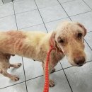 동물병원 왓슨 이미지