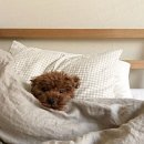 달마시안 | 수원 스타필드 맛집 달마시안 반려견 동반 식당 내돈내산 솔직후기