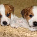 반포자이동물병원 이미지