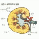 신장에 좋은 약초들 이미지