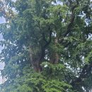 디지털그린 행정사사무소 이미지