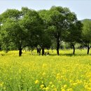 옥천 천수공원 &amp; 붓채원 이미지