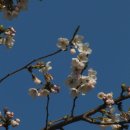 개나리온천 이미지