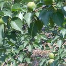 청운 농장 이미지