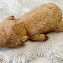 카피바라 주식회사 이미지