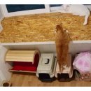 숑숑 그루밍 이미지