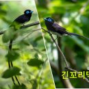 탐조 이미지