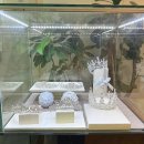 티아라 | 웨딩 일기 15. 광주 D102 티아라 대여 방법과 후기