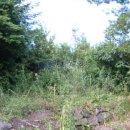 강정동-37 이미지