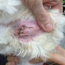 어울동물의료센터 | 어울동물의료센터 / 강아지 세균성 외이염 / 은평구 동물병원