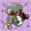옐레드 하남미사점 | 하남 애견유치원/호텔: 옐레드 하남미사점을 소개합니다💛