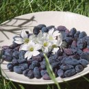 허니댕댕 이미지