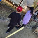 다송목장 | 양평 양떼목장 다녀왔습니다.(feat, 회령손만두국)