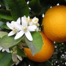 샌드블라썸 이미지