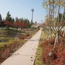 금왕읍 명품가로숲길 이미지