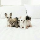 모모애견 이미지