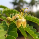 타마린드 이미지