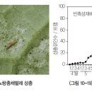 토마토 - 병해(질병) 꽃노랑총채벌레 이미지