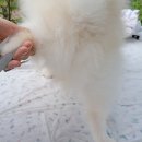 미용하는강아지 - 기장군 용수로 103 | 미용하는강아지