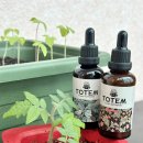 토템2000 | 베란다텃밭 만들기 필수품 토템 식물영양제(다이소 방울토마토/깻잎 키우기)