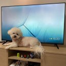 V-6 | [가성비 TV 추천] TCL 50인치 스마트 TV 내돈내산 3달 사용 후기 | tcl 50V6B 4K UHD