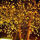 The Old Oak 이미지