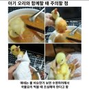 세븐일레븐 케일&파인, 망고 스무디 솔직리뷰🥬🍍🥭