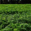 당근바다 이미지