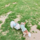 오늘도 신나개 이미지