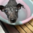 댕이발소 이미지