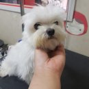 그루밍:담 이미지