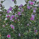 무궁화농원 이미지