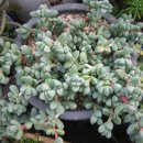 엘리강스 Daum카페