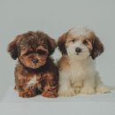 새마산동물병원 이미지