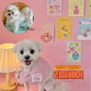 리틀애견 | 연산동 애견미용 리틀베어 말티즈 큰알머리컷 후기
